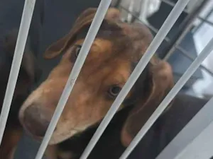 Cachorro raça SRD-ViraLata idade 2 a 6 meses nome Não definido