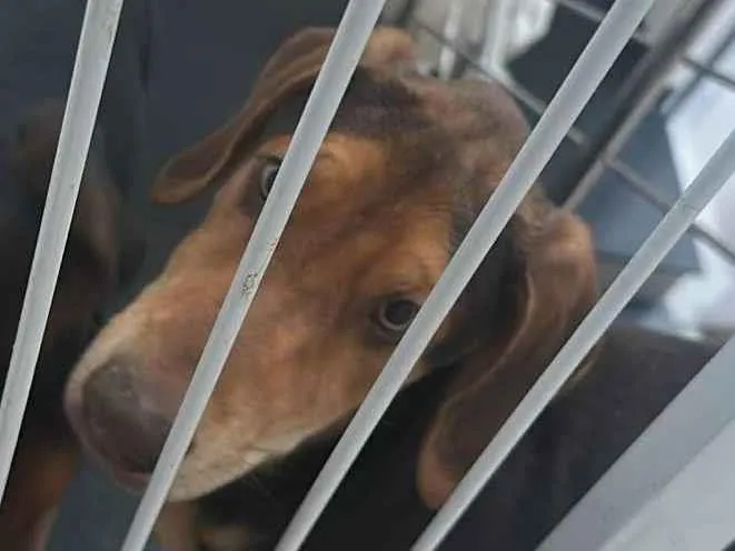 Cachorro raça SRD-ViraLata idade 2 a 6 meses nome Não definido