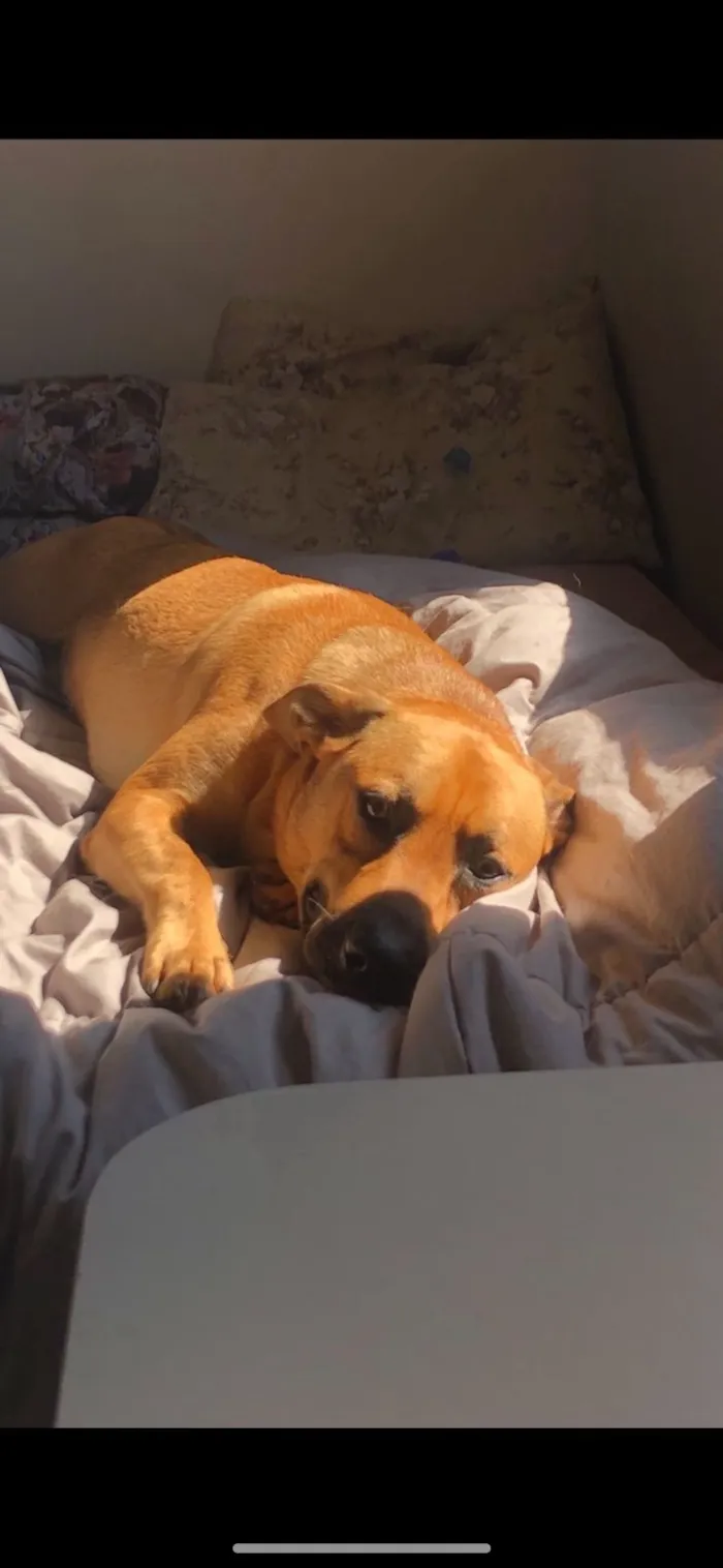 Cachorro raça SRD-ViraLata idade 4 anos nome Tom