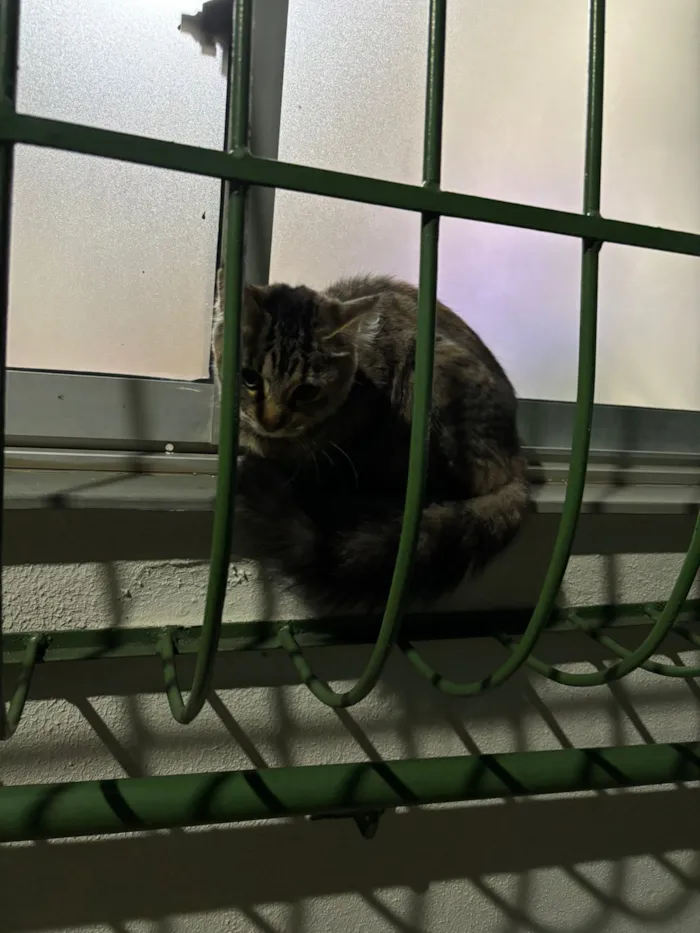 Gato raça SRD-ViraLata idade 2 a 6 meses nome Meliante