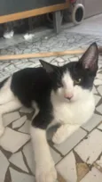 Gato raça SRD-ViraLata idade 2 a 6 meses nome 4 machos e 1 fêmea com a mãe correm risco de vida , foram abandonados na frente de casa e os cachorros querem pegar