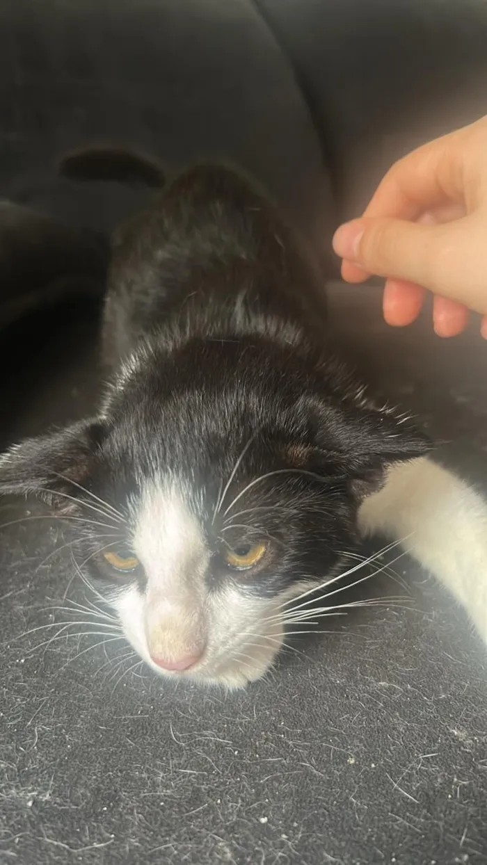 Gato raça SRD-ViraLata idade 2 a 6 meses nome 4 machos e 1 fêmea com a mãe correm risco de vida , foram abandonados na frente de casa e os cachorros querem pegar