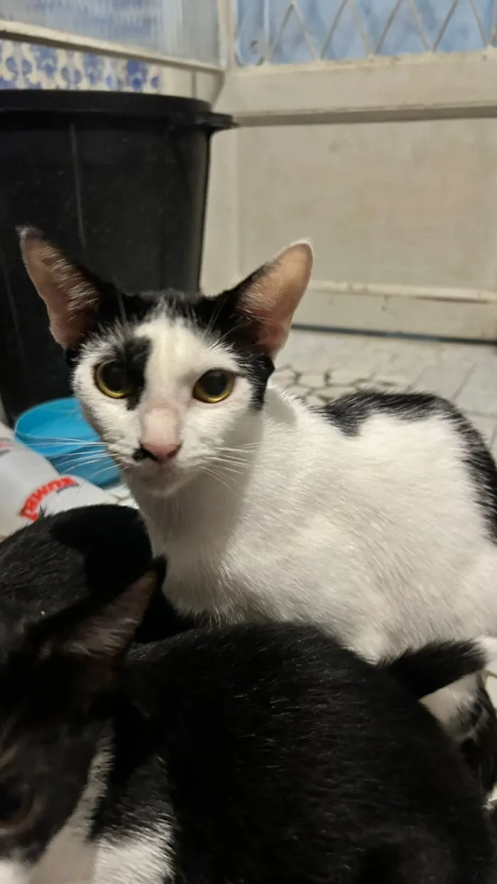 Gato raça SRD-ViraLata idade 2 a 6 meses nome 4 machos e 1 fêmea com a mãe correm risco de vida , foram abandonados na frente de casa e os cachorros querem pegar