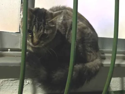 Gato raça SRD-ViraLata idade 2 a 6 meses nome Meliante
