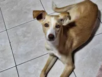 Cachorro raça SRD-ViraLata idade 2 a 6 meses nome Lia