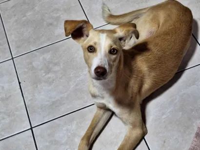 Cachorro raça SRD-ViraLata idade 2 a 6 meses nome Lia