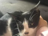 Gato raça SRD-ViraLata idade 2 a 6 meses nome 4 machos e 1 fêmea com a mãe correm risco de vida , foram abandonados na frente de casa e os cachorros querem pegar