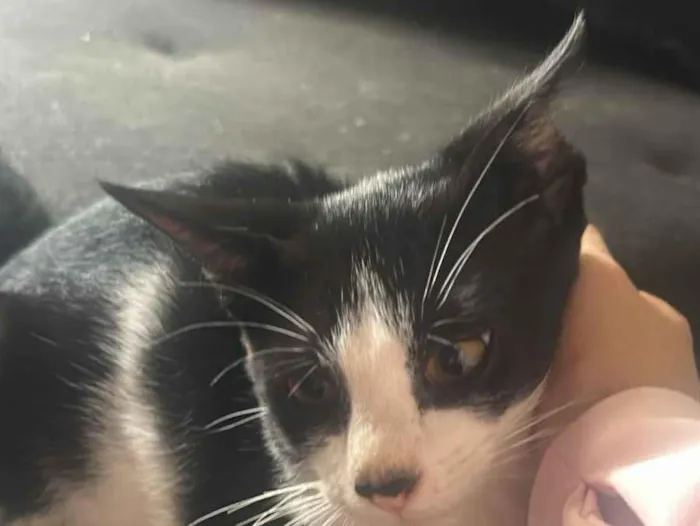 Gato raça SRD-ViraLata idade 2 a 6 meses nome 4 machos e 1 fêmea com a mãe correm risco de vida , foram abandonados na frente de casa e os cachorros querem pegar