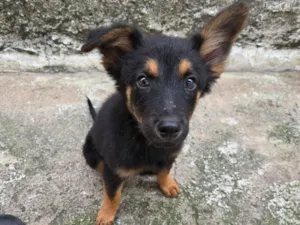 Cachorro raça SRD-ViraLata idade 2 a 6 meses nome Filhote 