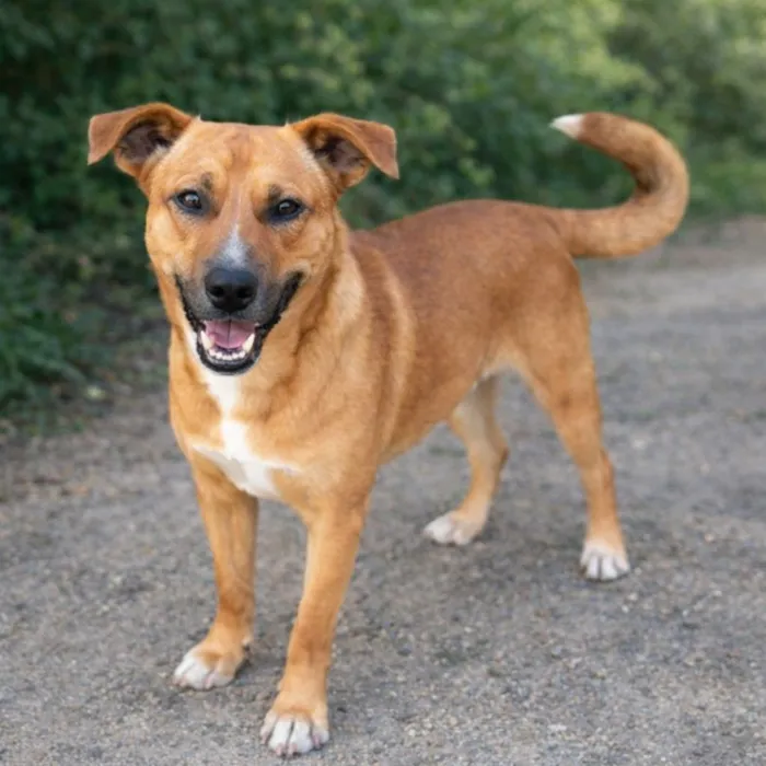 Cachorro raça SRD-ViraLata idade 1 ano nome Jumbinho