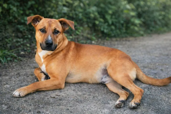 Cachorro raça SRD-ViraLata idade 1 ano nome Jumbinho