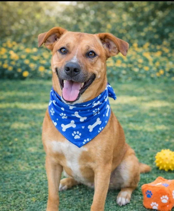 Cachorro raça SRD-ViraLata idade 1 ano nome Jumbinho