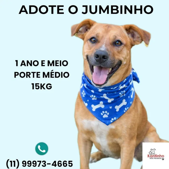 Cachorro raça SRD-ViraLata idade 1 ano nome Jumbinho
