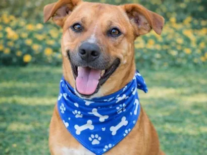 Cachorro raça SRD-ViraLata idade 1 ano nome Jumbinho