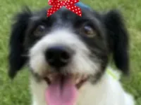 Cachorro raça SRD-ViraLata idade 2 anos nome Malu 