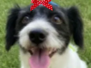 Cachorro raça SRD-ViraLata idade 2 anos nome Malu 