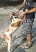 Cachorro raça SRD-ViraLata idade 7 a 11 meses nome Cachorinha caramela