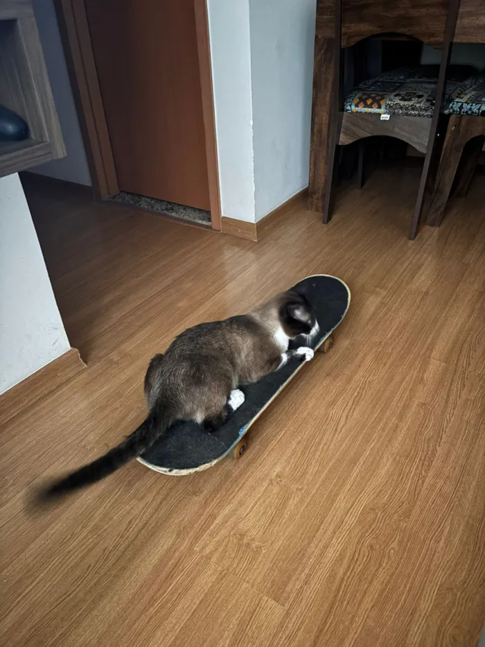 Gato raça SRD-ViraLata idade 1 ano nome Gojira