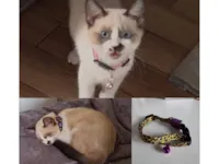 Gato raça SRD-ViraLata idade 2 a 6 meses nome Pitty