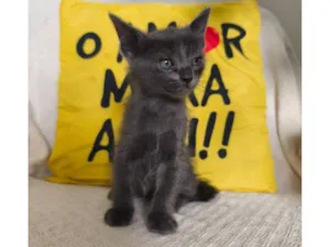 Gato raça SRD-ViraLata idade Abaixo de 2 meses nome Leonardo