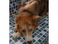 Cachorro raça Dobermann idade 1 ano nome caramelo