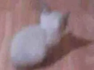 Gato raça Siamês idade Abaixo de 2 meses nome Luna