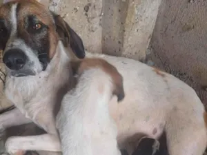 Cachorro raça SRD-ViraLata idade 7 a 11 meses nome Cachorrinha