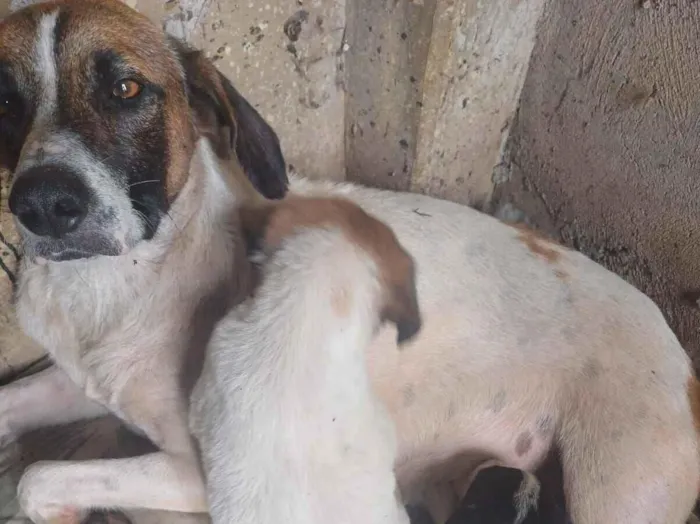 Cachorro raça SRD-ViraLata idade 7 a 11 meses nome Cachorrinha