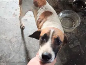 Cachorro raça SRD-ViraLata idade 7 a 11 meses nome Bolinha nas costas 