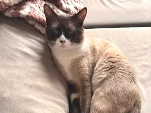 Gato raça SRD-ViraLata idade 1 ano nome Gojira