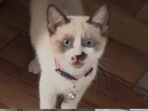 Gato raça SRD-ViraLata idade 2 a 6 meses nome Pitty