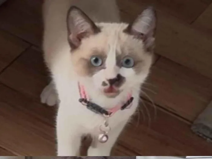 Gato raça SRD-ViraLata idade 2 a 6 meses nome Pitty