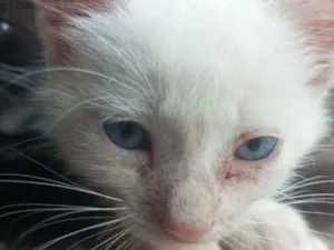 Gato raça SRD-ViraLata idade 2 a 6 meses nome Branquela 