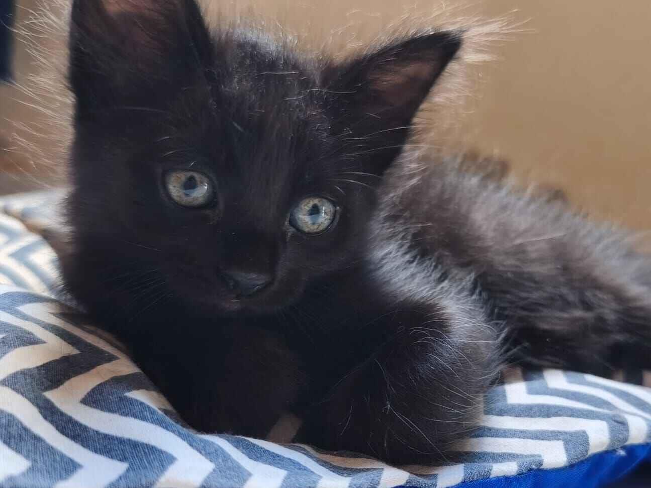 Gato raça SRD-ViraLata idade Abaixo de 2 meses nome Gabi