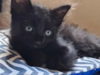 Gato raça SRD-ViraLata idade Abaixo de 2 meses nome Gabi