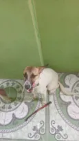 Cachorro raça SRD-ViraLata idade 7 a 11 meses nome Elias e chise
