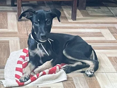 Cachorro raça SRD-ViraLata idade 2 a 6 meses nome Thor