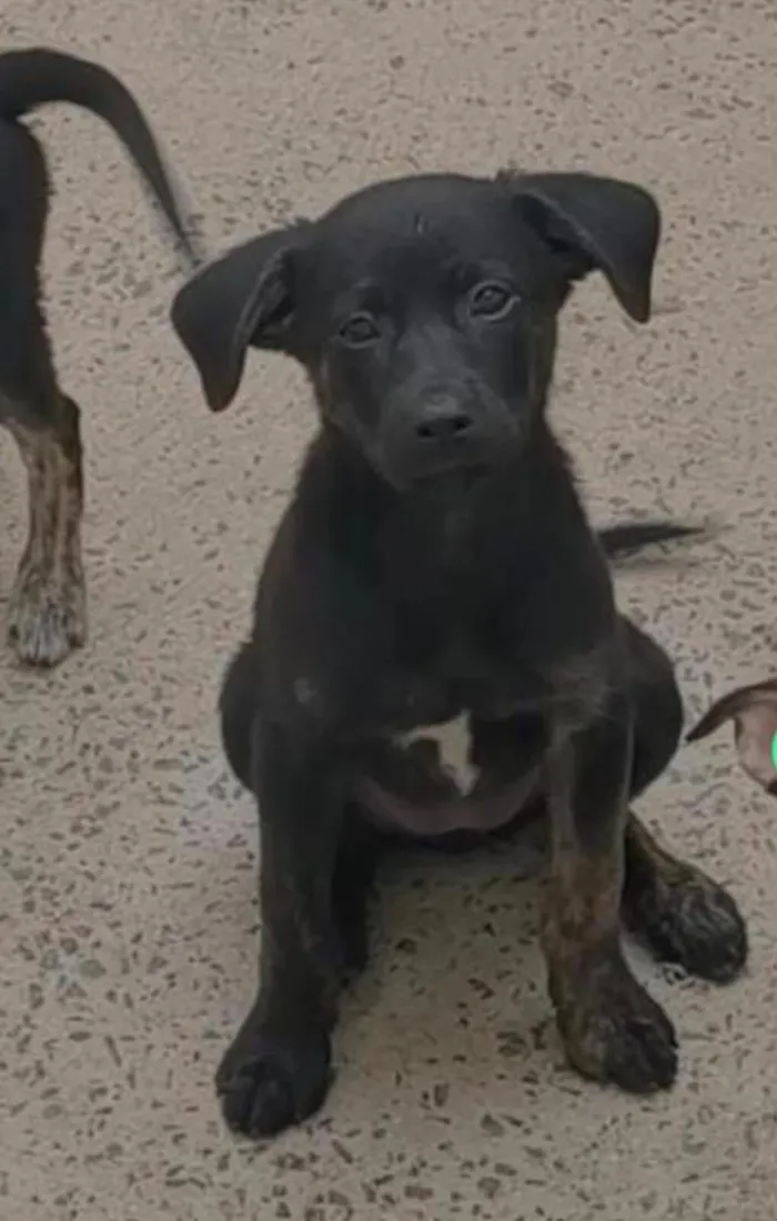 Cachorro raça SRD-ViraLata idade 2 a 6 meses nome 5 filhotes SRD