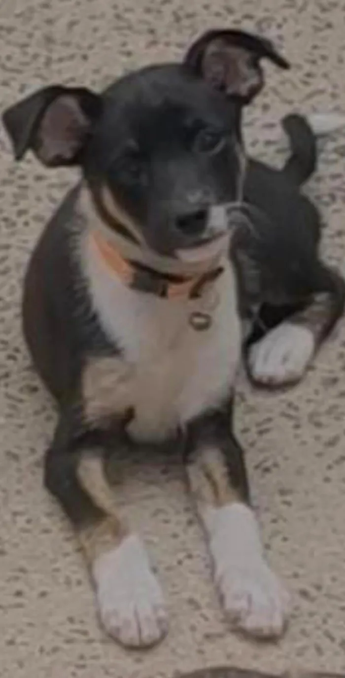 5 filhotes SRD - 3 meses