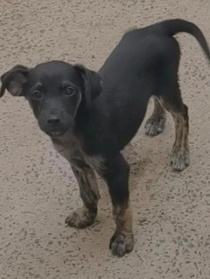 Cachorro raça SRD-ViraLata idade 2 a 6 meses nome 5 filhotes SRD - 3 meses