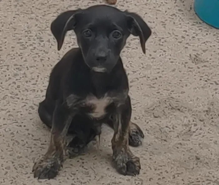 Cachorro raça SRD-ViraLata idade 2 a 6 meses nome 5 filhotes SRD - 3 meses