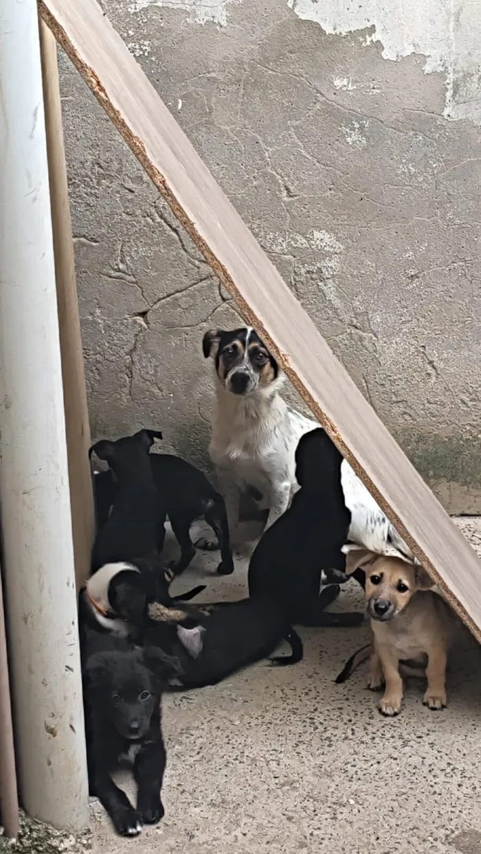 Cachorro raça SRD-ViraLata idade 2 a 6 meses nome 5 filhotes SRD - 3 meses