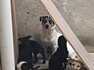 Cachorro raça SRD-ViraLata idade 2 a 6 meses nome 5 filhotes SRD - 3 meses