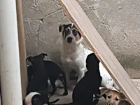 Cachorro raça SRD-ViraLata idade 2 a 6 meses nome 5 filhotes SRD - 3 meses