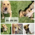 Cachorro raça SRD-ViraLata idade 1 ano nome Mel