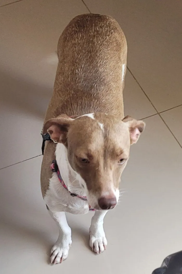 Cachorro raça SRD-ViraLata idade 1 ano nome Melissa