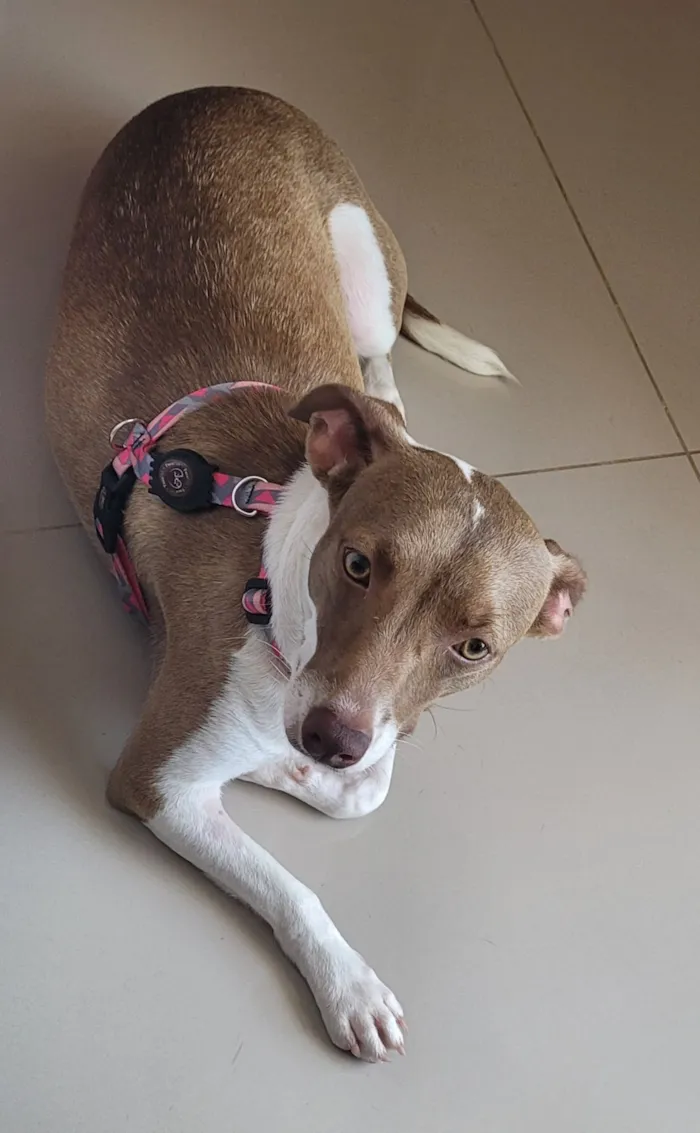 Cachorro raça SRD-ViraLata idade 1 ano nome Melissa