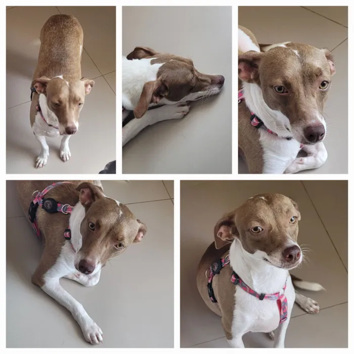 Cachorro raça SRD-ViraLata idade 1 ano nome Melissa