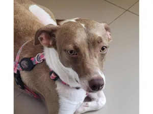 Cachorro raça SRD-ViraLata idade 1 ano nome Melissa