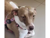 Cachorro raça SRD-ViraLata idade 1 ano nome Melissa